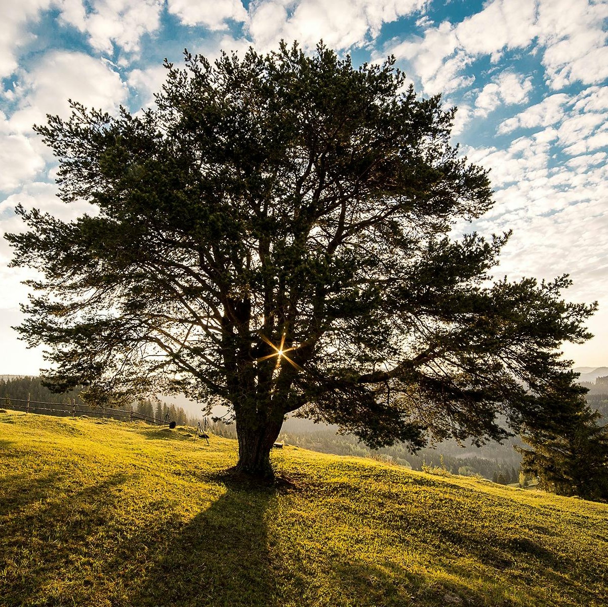 arbre en contre-jour